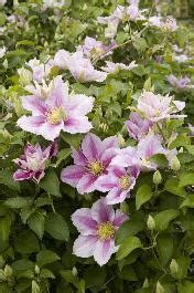 Piilu® Clematis, Clematis hybrid Little Duckling PP。